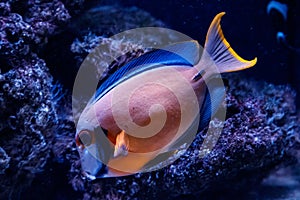 Macro fish acanthurus pyroferus