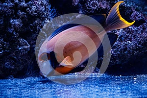 Macro fish acanthurus pyroferus