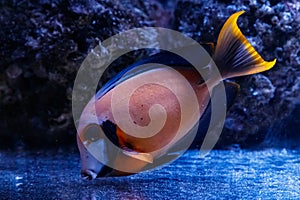 Macro fish acanthurus pyroferus