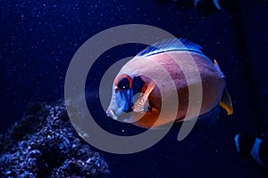 Macro fish acanthurus pyroferus