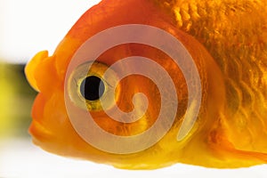 Macro fish eye. Single adult goldfish in aquarium isolated on white background. Close up view. Animal pets concept.