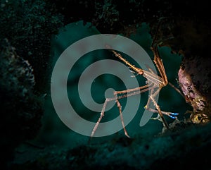 Macro fish life on the reefs of the Dutch Caribbean island of Sint Maarten
