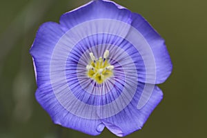 Macro of a flax seed flower