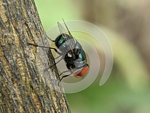 Macro of flies insect on plant