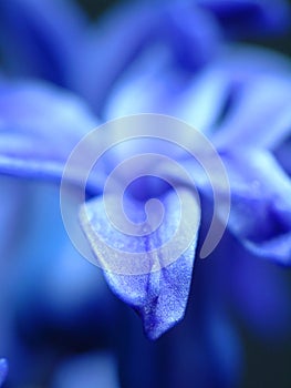 Macro of a flower