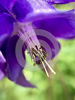 Macro flower