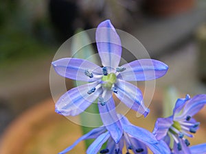 Macro of a flower of the blue star hyacinth Scilla bifolia