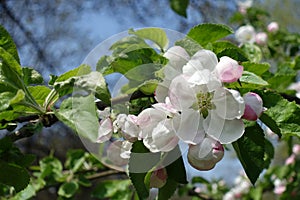 Macro of flower and buds of apple in April