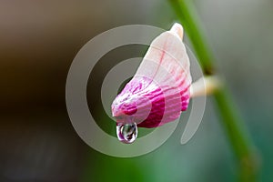 Macro of flower buds pink orchid with a water droplets