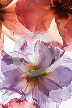 Macro Flower Composition with Backlight