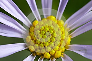 Macro flower core