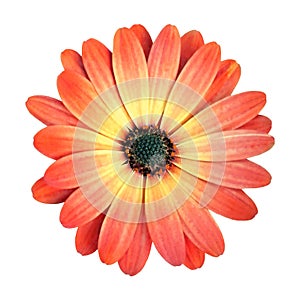 Macro flower of fresh gerbera  and white background.