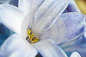 Macro flower Hyacinth