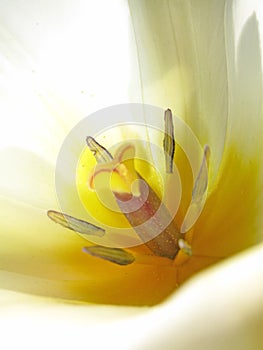 Macro, flower and lily in garden and environment, nature with natural background and spring time. Closeup of plant