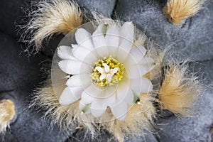 Macro flower lophophora williamsii var. texana cactus