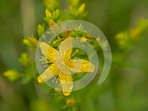 Macro of the flower of  perforate St John`s-wort