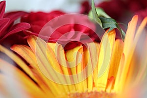 Macro flower petals photography close up of bright blooms