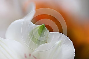 Macro flower petals photography close up of bright blooms