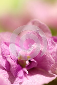 Macro of a flower primrose