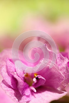 Macro of a flower primrose