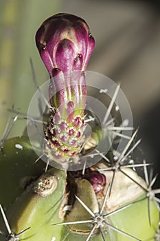 Macro of of the flower of a Stenocereus pruinosus cactus