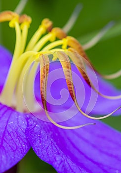 Macro of flower stigma. vibrant details