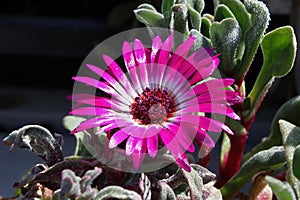 Macro of the flower on the trailing ice plant Lampranthus