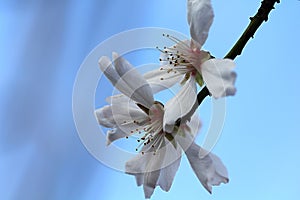 Macro flower on a tree