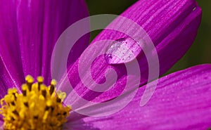 Macro Flower Water Drop