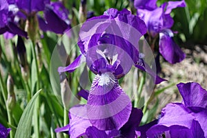 Macro of flowering bearded iris