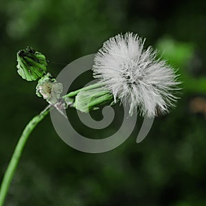 Macro flowerMacro flower and background
