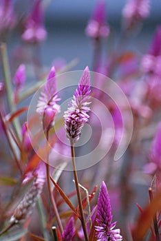 Macro Flowers