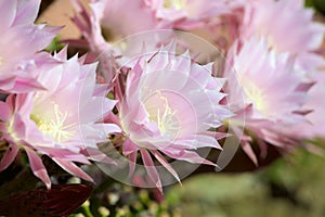 Macro flowers