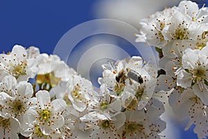 Macro flowers and bee