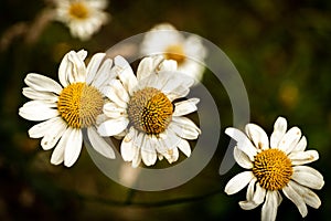 Macro flowers - daisies