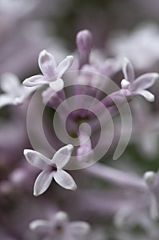 Macro flowers of lilac with soft background