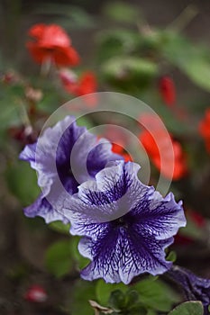 Macro flowers, petunia macro and boke flowers, flower in the side, purple petunia postcard, petunia flowers purple photoboys