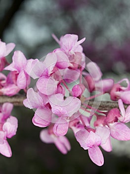 Macro - flowers - purple tree