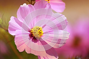 Macro Flowers scene of fresh bloom of purple pink Sulfur Cosmos with blurred background - nature scene concept