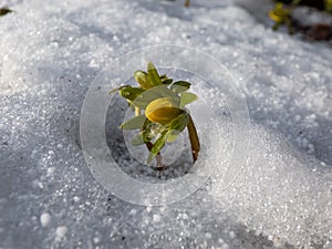 Macro of flowers surrounded with white snow - Winter aconite (Eranthis hyemalis) starting to bloom in spring