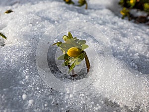 Macro of flowers surrounded with white snow - Winter aconite (Eranthis hyemalis) starting to bloom in spring