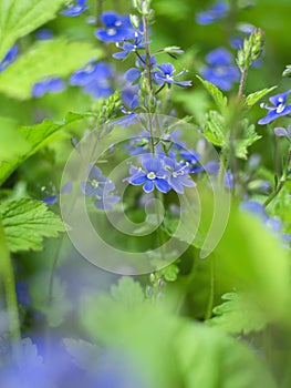 Macro flowers on a vintage Helios lens. Can be used for greeting card