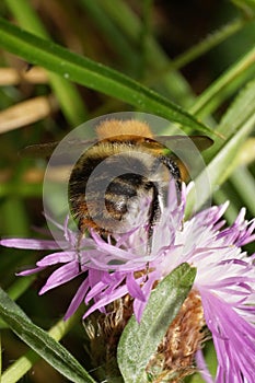 Macro of fluffy orange Caucasian bumblebee Bombus pascuoruma with a striped abdomen sitting on flower cornflowe