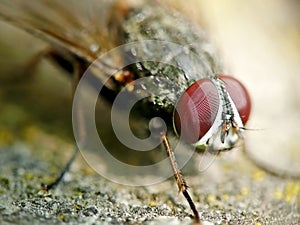 Macro fly