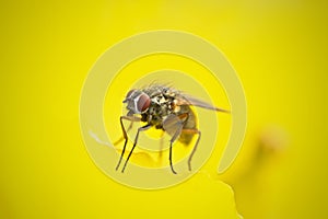 Macro fly against a yellow background