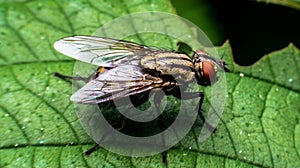 Macro of a fly photo