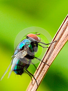 Macro fly on brown green