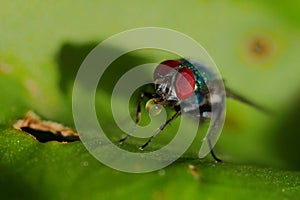 Macro of a fly drinking
