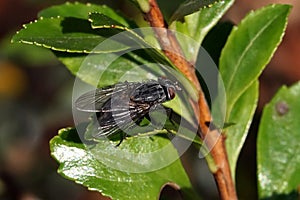 Macro of fly on a green leaf