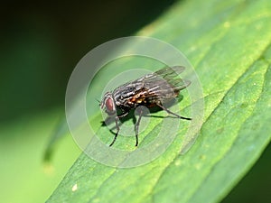 Macro of fly on a green leaf